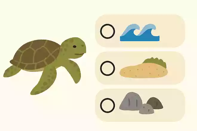 ウミガメは広い海を旅しますが、産卵する場所に特徴があります。次のうちどれが正しいでしょうか?NEW!