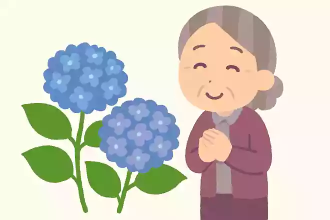 紫陽花にはさまざまな花言葉がありますが、青や青紫色の紫陽花にはどのような花言葉があるでしょうか?