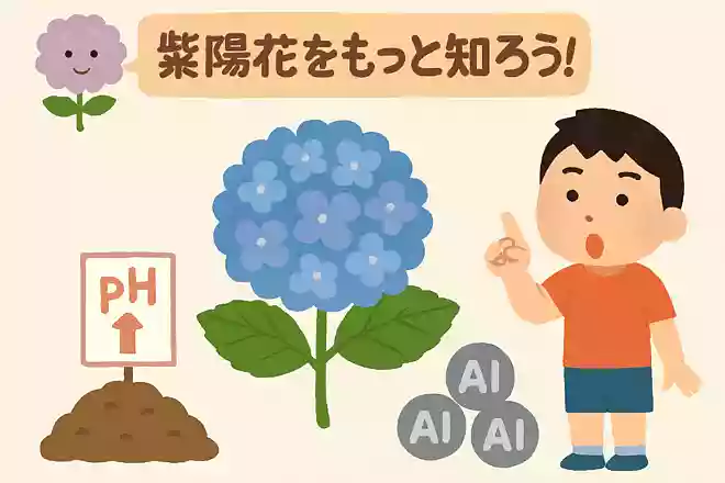 紫陽花の花の色は、土の何によって変わるでしょう?NEW!