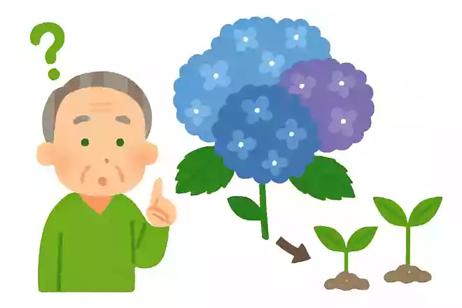 紫陽花はどのようにして株を増やすでしょうか?