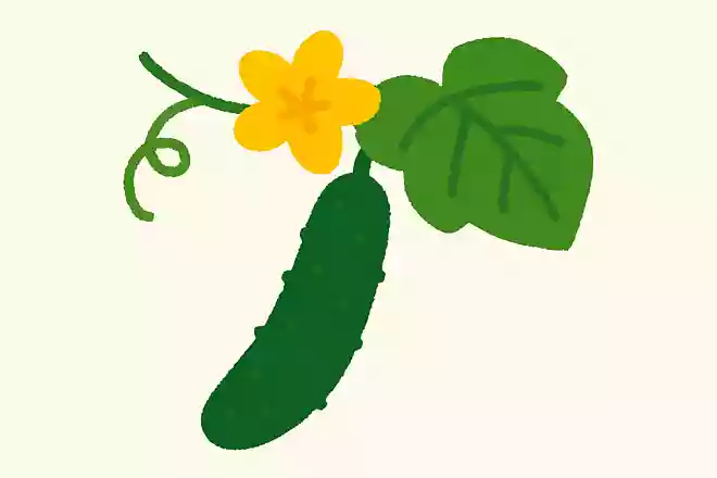 7月が旬の野菜にキュウリがあります。キュウリの花の色は何色でしょうか？NEW!