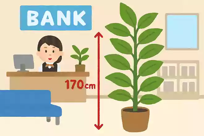 銀行に置かれている観葉植物は170cmNEW!