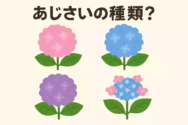 あじさいの種類は何種類でしょうか?NEW!