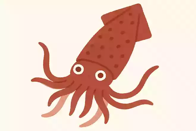 イカの体には、私たち人間には1つしかないものが3つあります。それは何でしょう?NEW!