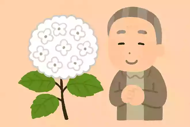 紫陽花にはさまざまな花言葉がありますが、白色の紫陽花にはどのような花言葉があるでしょうか?
