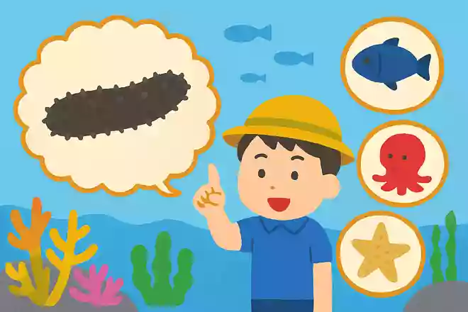 ナマコは何の仲間でしょうか?NEW!