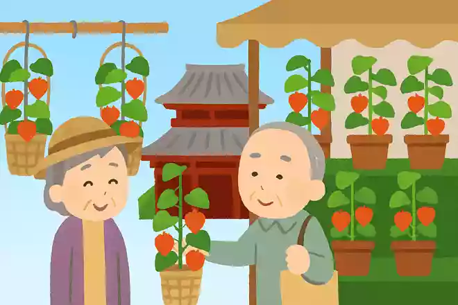 7月9日、10日には浅草寺で、浅草の夏の風物詩が売られています。なんでしょうか？NEW!