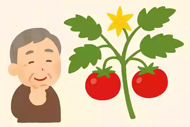 トマトの花の色は何色でしょうか?NEW!