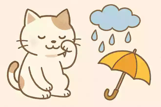 「猫が顔を洗う」と天気はどうなると言われているでしょうかNEW!