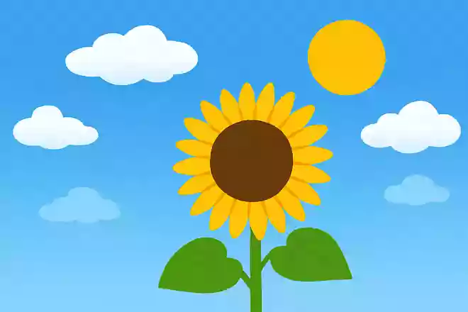 ひまわりが見つめる空は晴れわたりNEW!