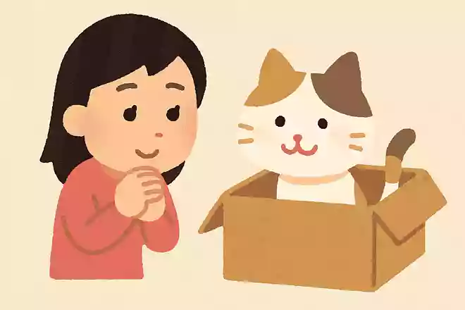 なぜ猫は箱が好きなの?NEW!
