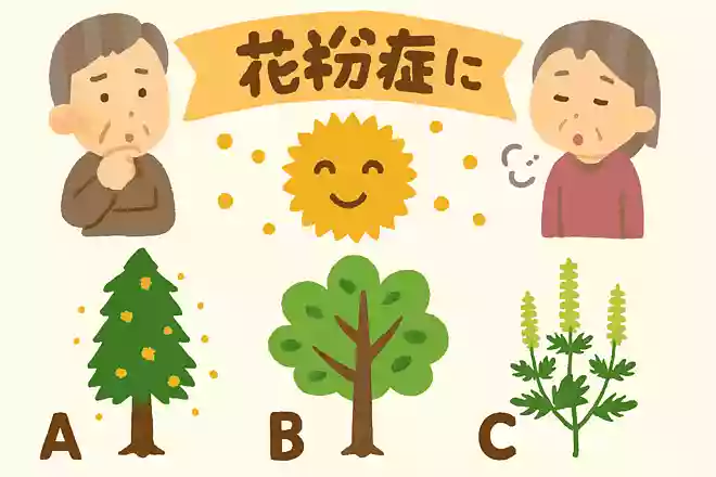 日本国内で花粉症の主な原因となっている植物は、次のうちどれでしょうか?NEW!