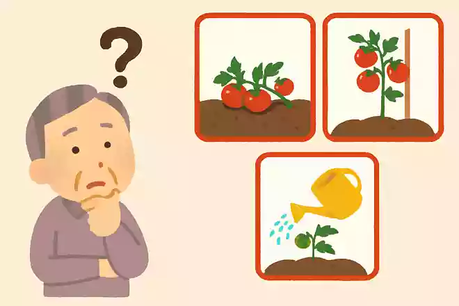 トマトの正しい育て方は、次のうちどれでしょうか？NEW!