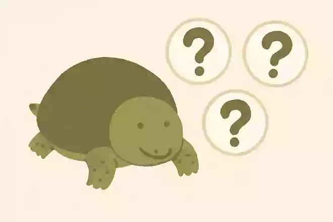 他の亀と違う、すっぽんの甲羅の特徴は何でしょうか?NEW!