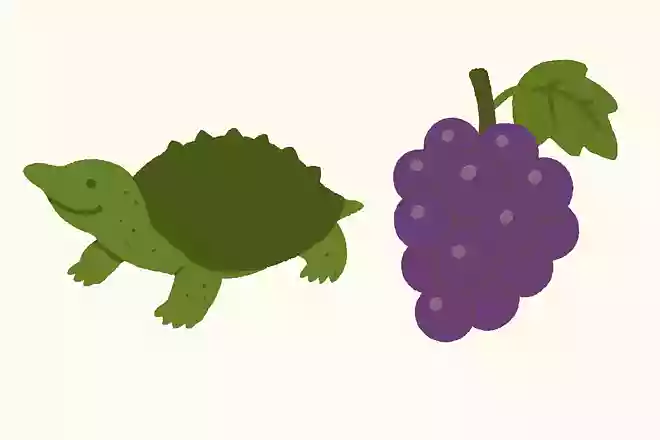 2つのものが非常に異なっていることを表す、すっぽんを用いた言葉とは何でしょうか?NEW!