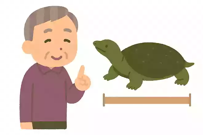 成長したすっぽんの大きさは、通常でどれくらいでしょうか?NEW!