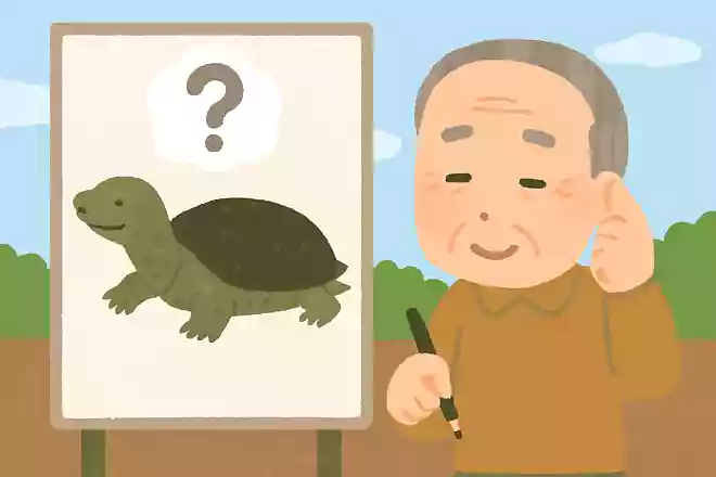 すっぽんの主な食べ物は何でしょうか?NEW!