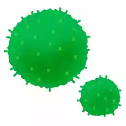 まりも