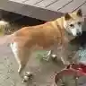 マサシ